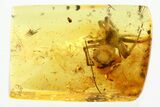 Large Detailed Fossil Spider (Araneae) In Baltic Amber #346398-2
